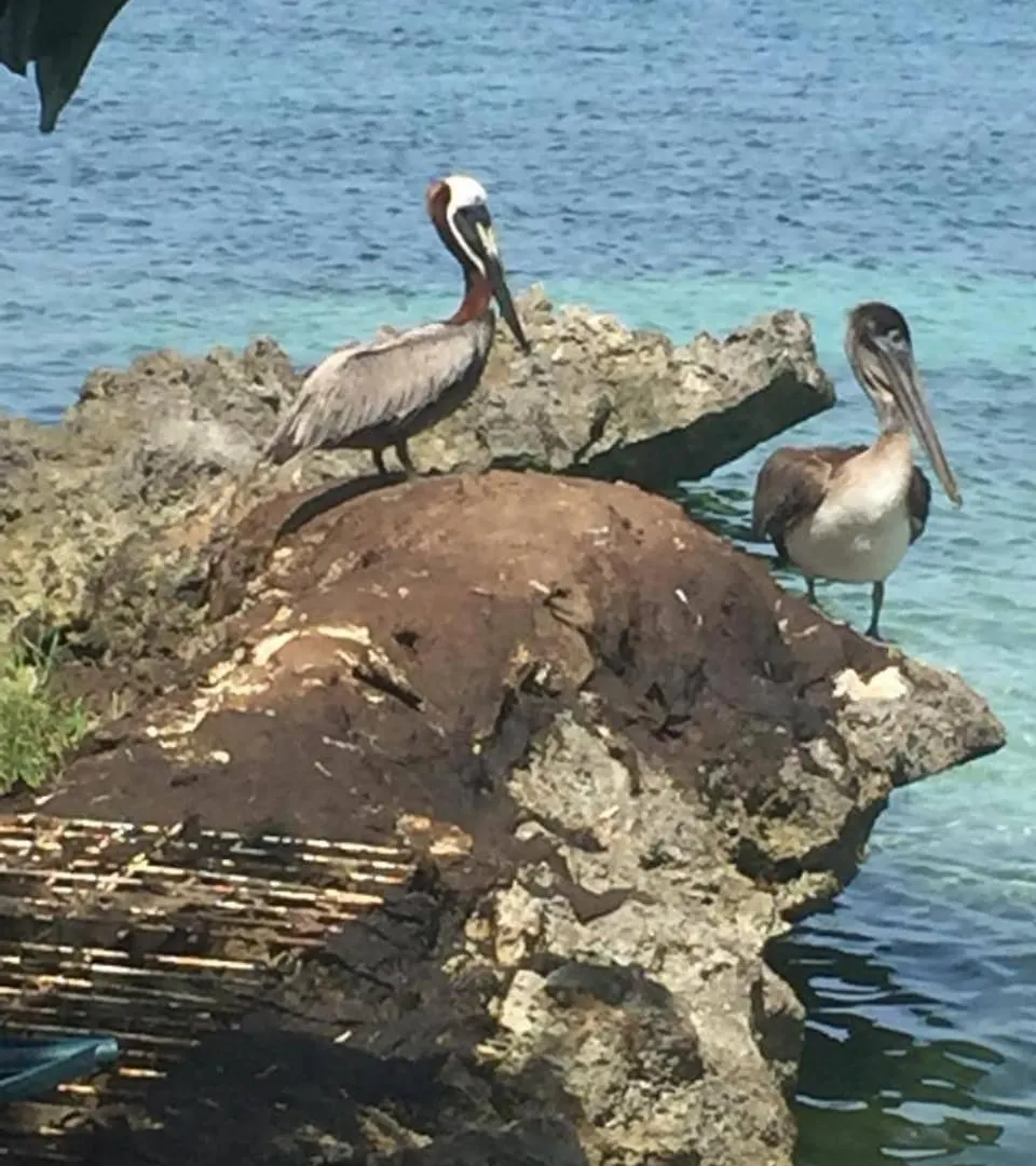 Appartement 1 Bed Condo Ocean View Negril